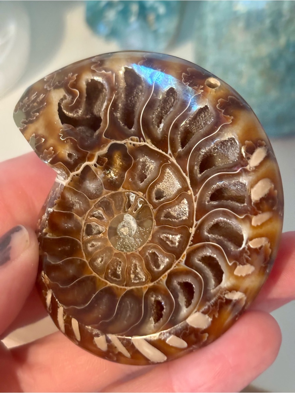 🐚 Polished Ammonite Fossil Trinket Dish 🐚